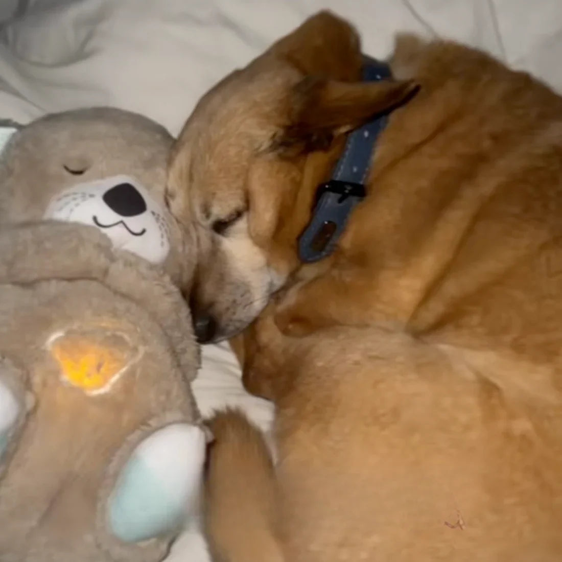 Everly Calming Breathing Otter