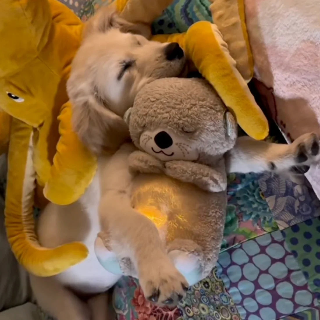 Everly Calming Breathing Otter