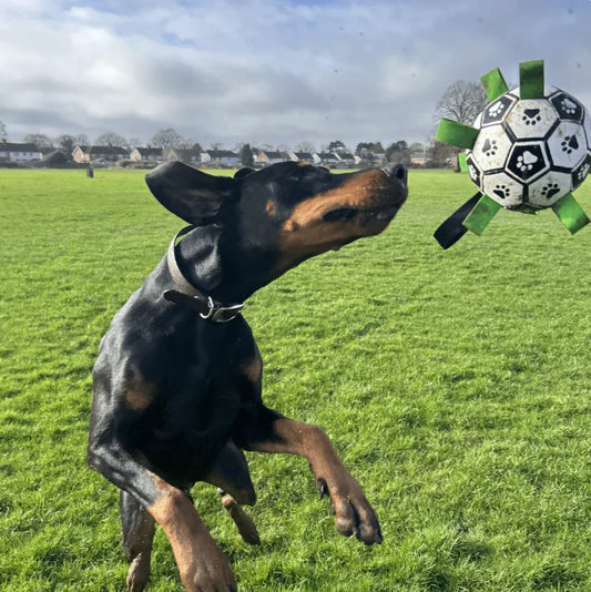 Everly Viral Doggie Ball
