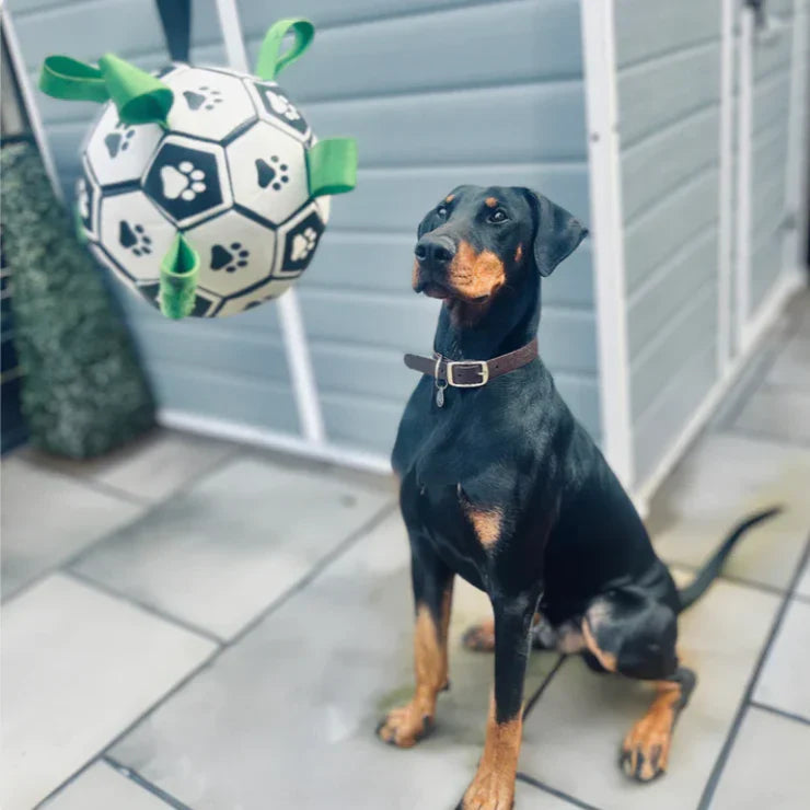 Everly Viral Doggie Ball
